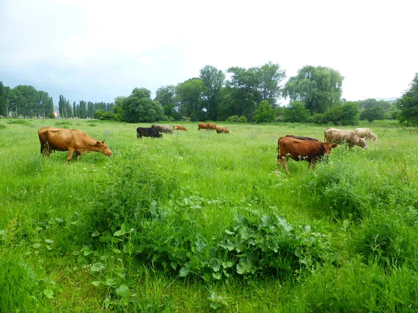 Herd Cows Green Meadow — Stock Photo, Image