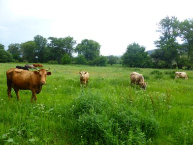 Yeşil bir çayırda bir inek sürüsü