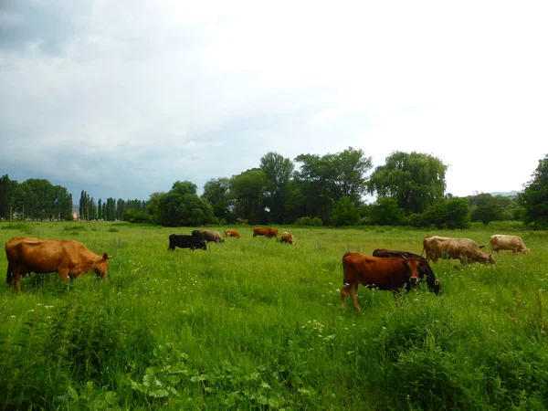 Uma Manada Vacas Num Prado Verde — Fotografia de Stock