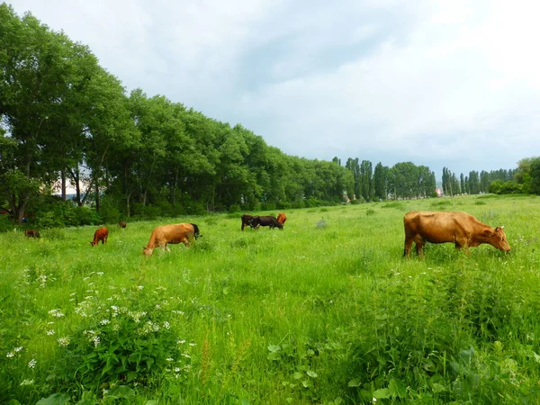 Eine Herde Kühe Auf Einer Grünen Wiese — Stockfoto