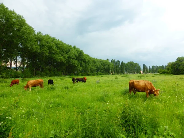 Eine Herde Kühe Auf Einer Grünen Wiese — Stockfoto