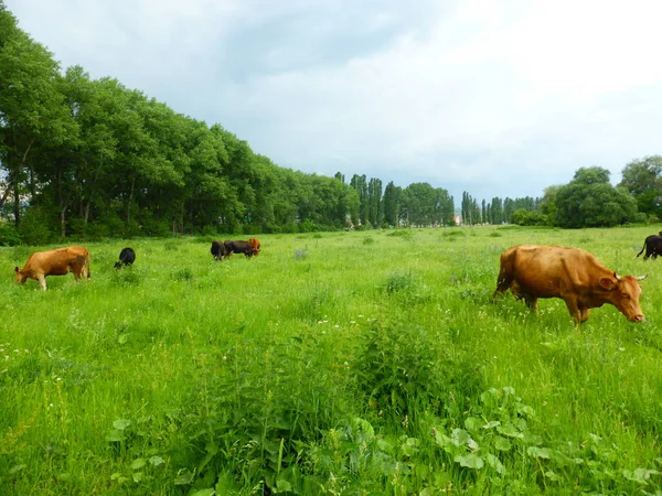 Uma Manada Vacas Num Prado Verde — Fotografia de Stock