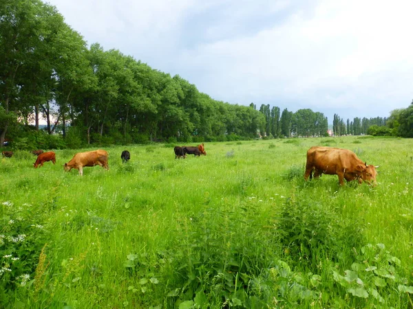 Yeşil Bir Çayırda Bir Inek Sürüsü — Stok fotoğraf