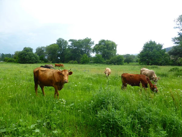 緑の草原の牛の群れ — ストック写真