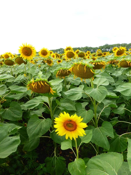 Champ Tournesol Dans Région Stavropol — Photo