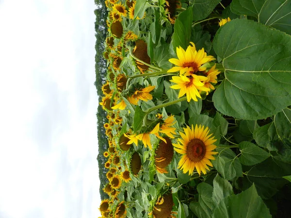 Campo Girassol Região Stavropol — Fotografia de Stock