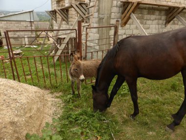 Küçük bir eşek, bir eşek ve genç bir at..