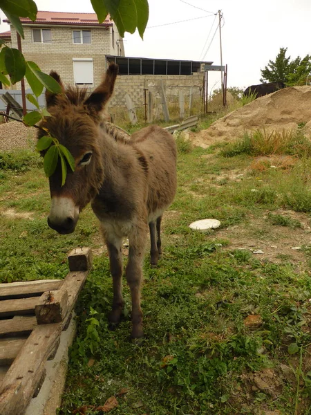 Small Donkey Donkey Young Horses — Stock Photo, Image