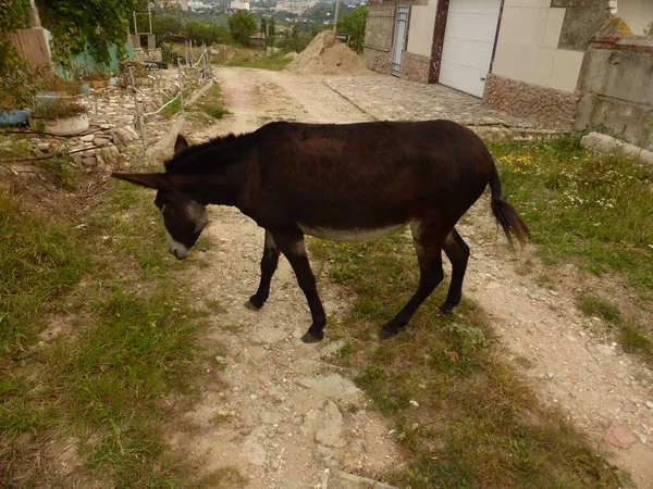 Ein Kleiner Esel Ein Esel Und Junge Pferde — Stockfoto