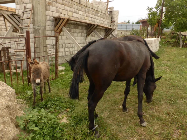 Ein Kleiner Esel Ein Esel Und Junge Pferde — Stockfoto