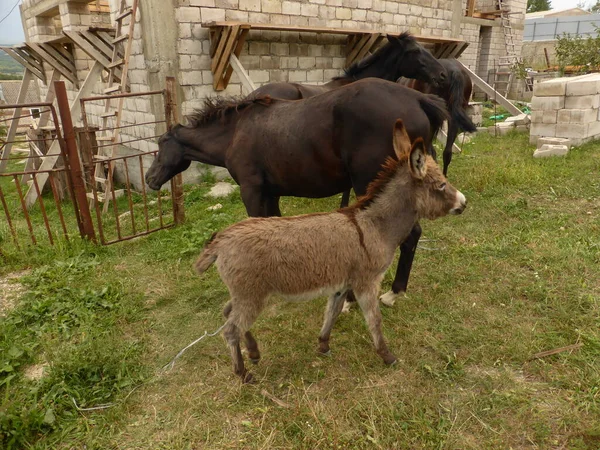 Petit Âne Âne Jeunes Chevaux — Photo