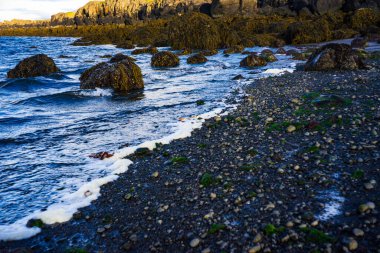 İzlanda 'da Deniz Köpüğü ve Yosun Kayalarıyla Çakıl Kıyı Hattı