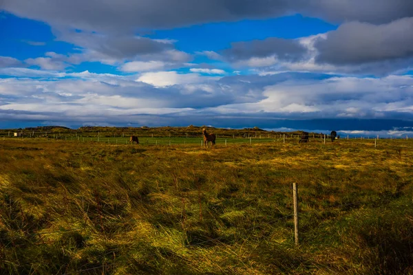 İzlanda Atları Dramatik Gökyüzü ile Otlanıyor Manzarada