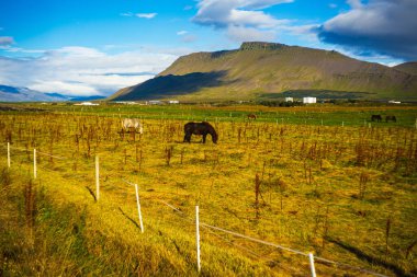 Arka planda Esja Dağı ile otlayan İzlanda Atları