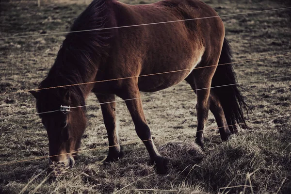Kahverengi İzlanda atı tarlada otluyor.