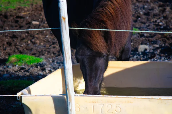 İzlanda atı çiftlikte içme suyu