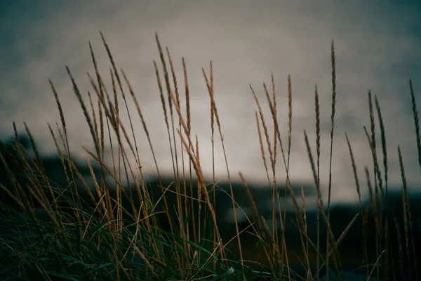 Yaban otları gün batımında kıyıda toplanır.