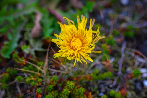 Sarı karahindiba çiçeği doğada yakın plan