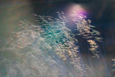 Bokeh ve gökkuşağı alevleriyle gün ışığında rüya gibi otlar.