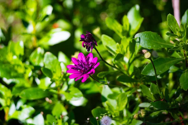 Yeşil bahçede açan mor papatya çiçeği.