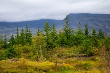 Dağ manzaralı yeşil orman ağaçları
