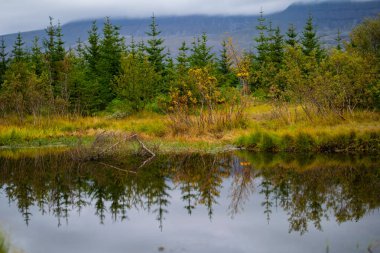 Sakin ormanın sakin sulardaki yansıması