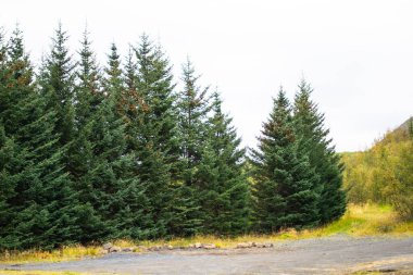 Doğal orman manzarasında yetişen yeşil ladin ağaçları.