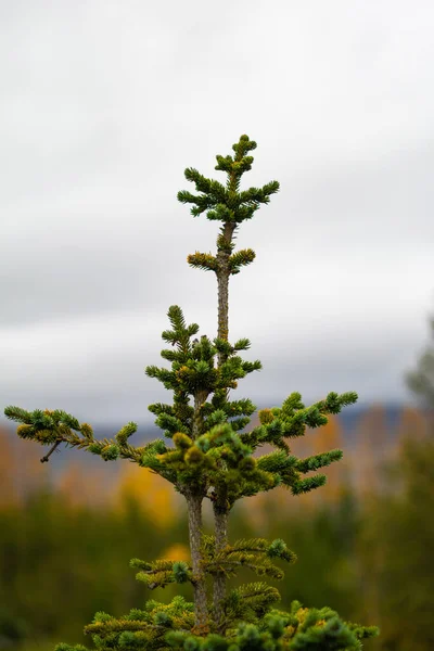 Genç ladin ağacı, doğal orman manzarasında yetişiyor.