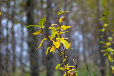 Sarı sonbahar yaprakları ormandaki bir ağaç dalında