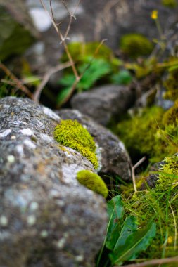Yeşil yosun ve bitkilerin yakınlaşması doğanın taş yüzeyinde büyüyor.
