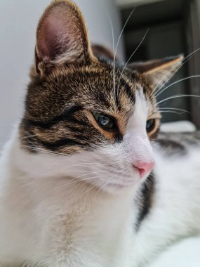 Kahve içen bir insanı izleyen bir kedinin yakın çekimi bir fincan kahvenin gözbebeğine yansıyor.