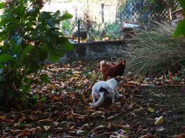 köpek ve tavuk oyun, çalıştırmak ve İtalya yeşil bir çayırda mücadele