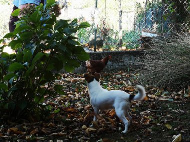 köpek ve tavuk oyun, çalıştırmak ve İtalya yeşil bir çayırda mücadele