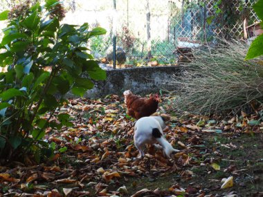 köpek ve tavuk oyun, çalıştırmak ve İtalya yeşil bir çayırda mücadele