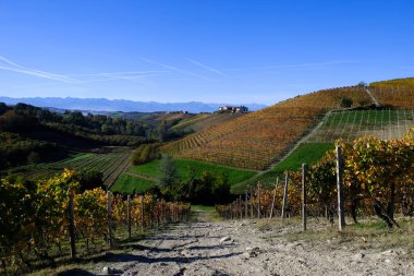 Piedmontese Langhe, üzüm bağları ve onun tepeler ile sonbaharda