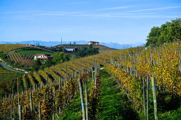 Piedmontese Langhe Podzim Svými Vinicemi Jeho Zvlněné Kopce — Stock fotografie