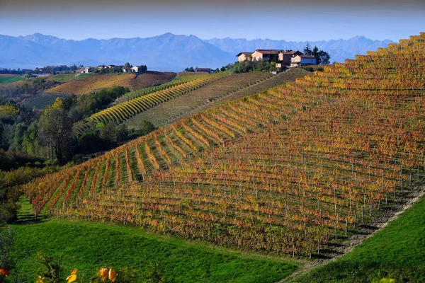 Langhe Piemontu Jesieni Jej Wzgórz Winnic — Zdjęcie stockowe