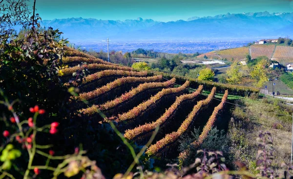 Piedmontese Langhe Autumn Its Vineyards Its Rolling Hills — Stock Photo, Image