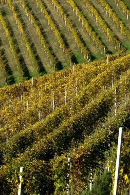 Piedmontese Langhe üzüm bağları.