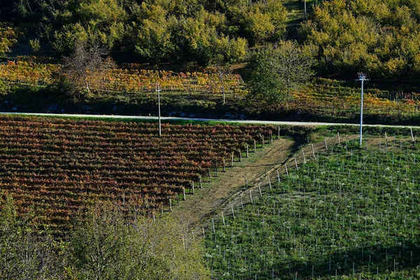 I vigneti delle Langhe piemontesi — Foto Stock