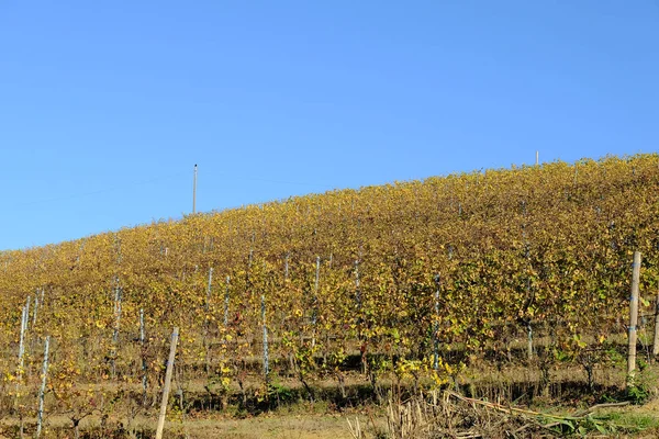 Die Weinberge der piemontesischen Langhe — Stockfoto