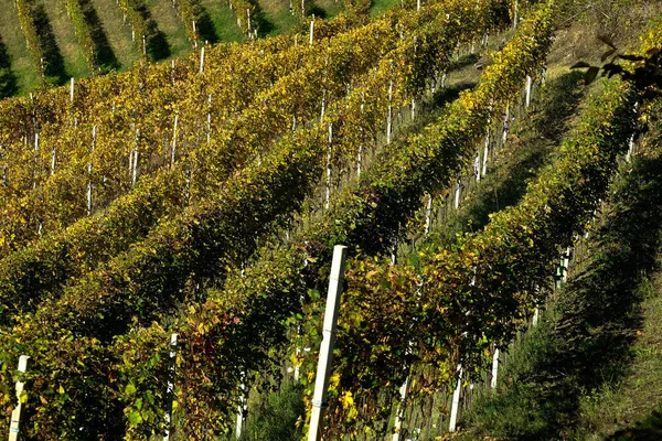 Виноградники Пьемонтской Ланге — стоковое фото