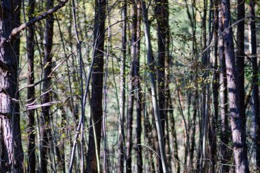 Ormandaki ağaçların dokusu