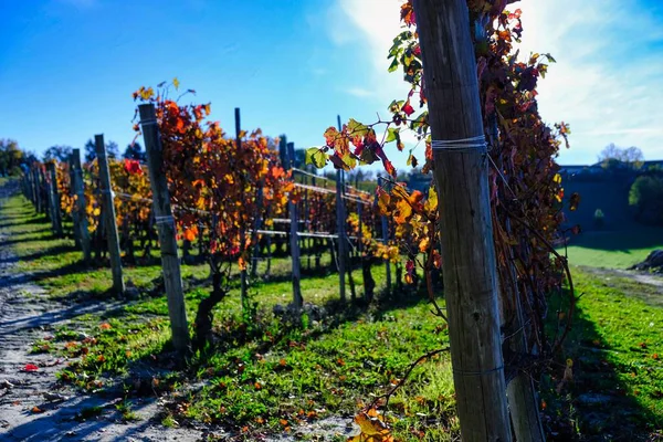 Пьемонтский Ланге Ландшафты Италии Виноградники Которые Производят Лучшее Вино Мире — стоковое фото