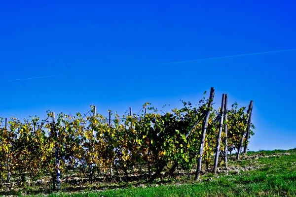 Paesaggi Piemontesi Delle Langhe Italia Vigneti Che Producono Miglior Vino — Foto Stock