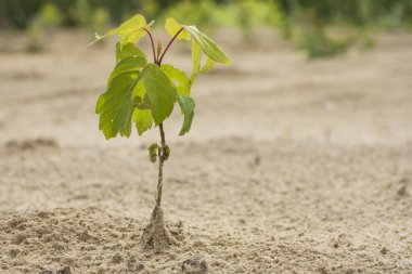 Ağaçlandırma. Genç ağaç kumlu toprak ile arsa üzerinde regrowth dikti.