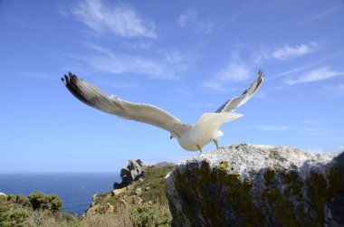 Büyük kanatları ile Martı