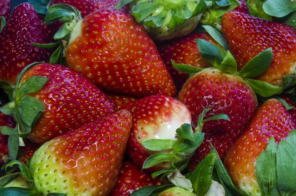 Multi Erdbeere Frische Früchte Rot — Stockfoto