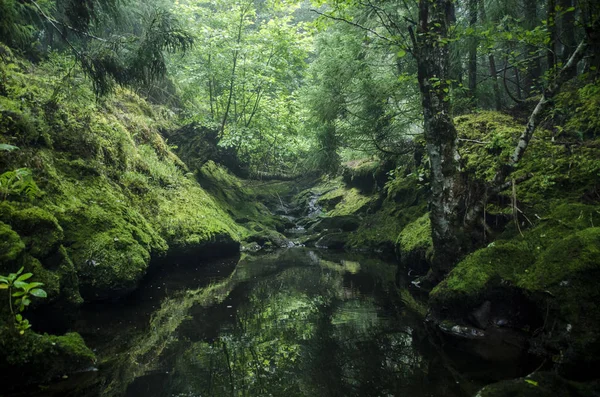 Floresta Com Água Árvores — Fotografia de Stock