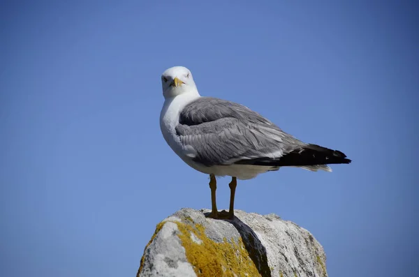 Seagull Top Rock — Stock Photo, Image